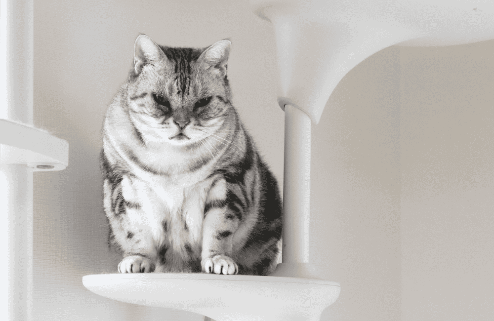 การลดน้ำหนักแมว